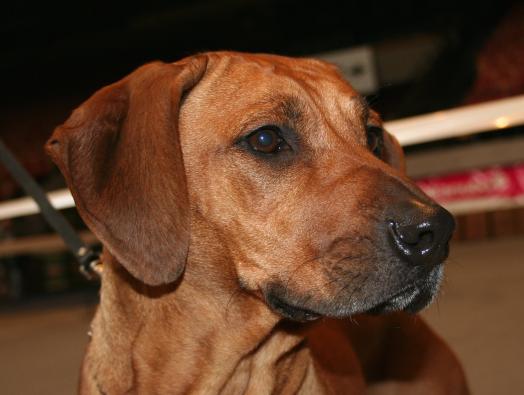 Feature image chien