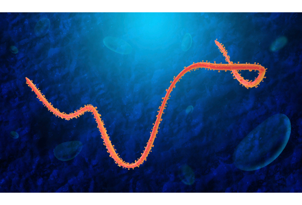 ebola-le-canada-envoie-un-autre-traitement-experimental-en-afrique_exact441x300