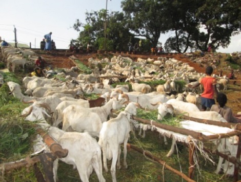 Point de ventes moutons à Conakry