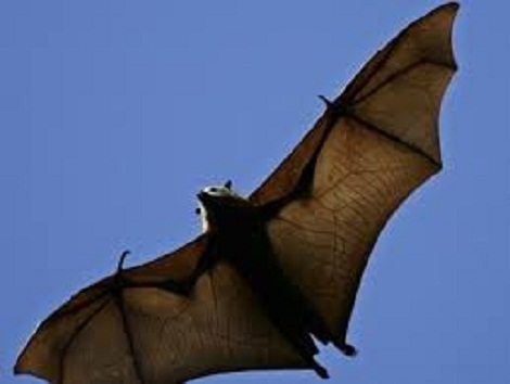 souris