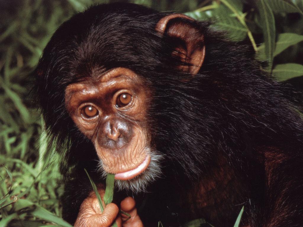 chimpanze-1