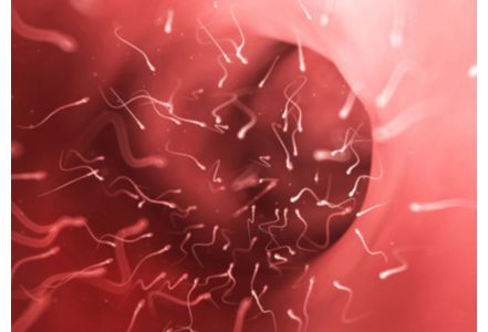 sperme-une-nouvelle-decouverte-pour-traiter-l-infertilite_exact441x300