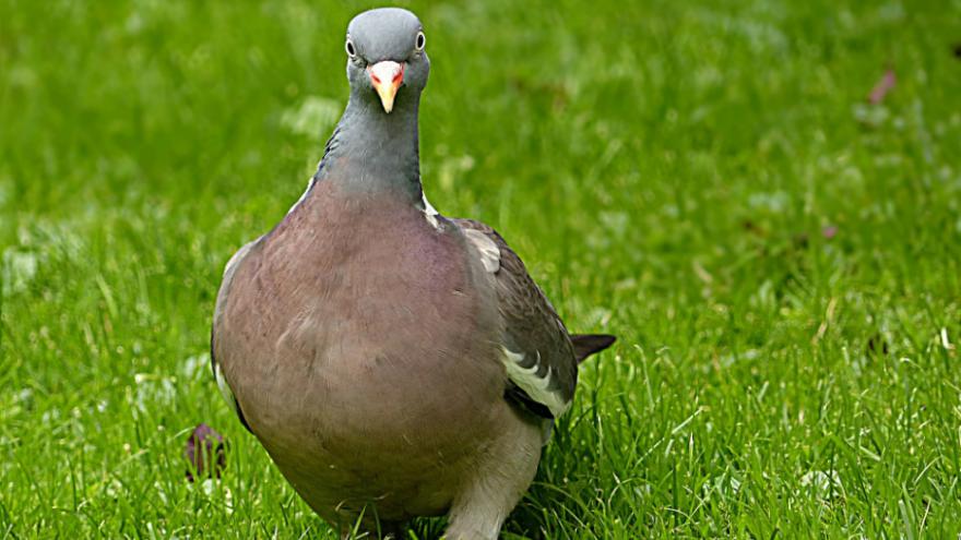 Feature image pigeon