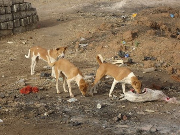 Feature image mouton-chiens-3