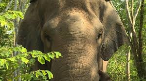 Feature image elephants