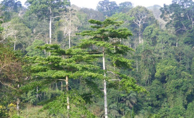 Feature image Vu panoramique de la forêt classée de Ziama