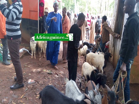 Feature image Un marché d bétails dans la région de la moyenne Guinée