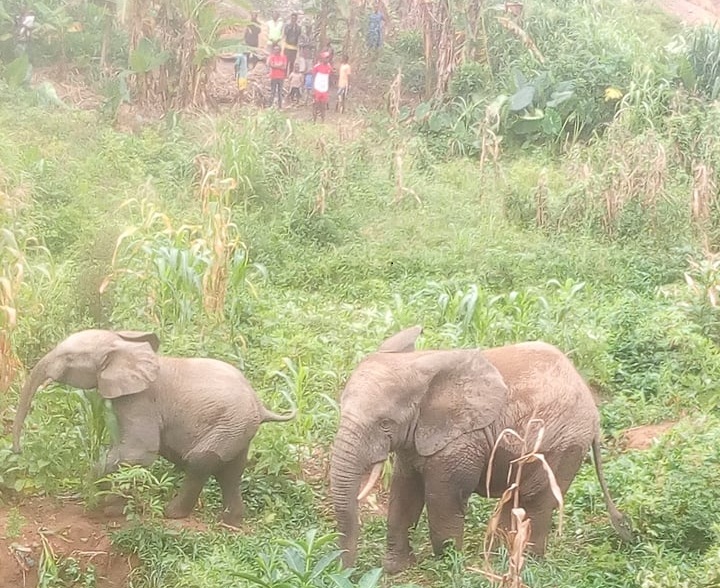 Des éléphants au centre de Nzérekoré