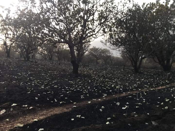 Feature image Incendie dans un champ d'anacardes à Bawa