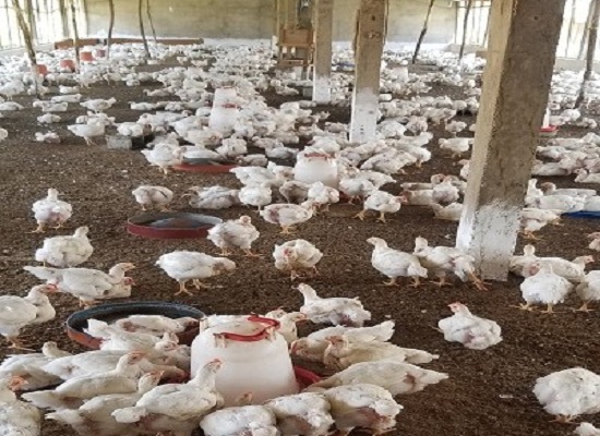 Une ferme dans la périphérie de Conakry
