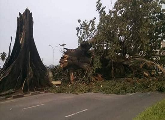 Le baobab du Palais du peuple s'affaisse