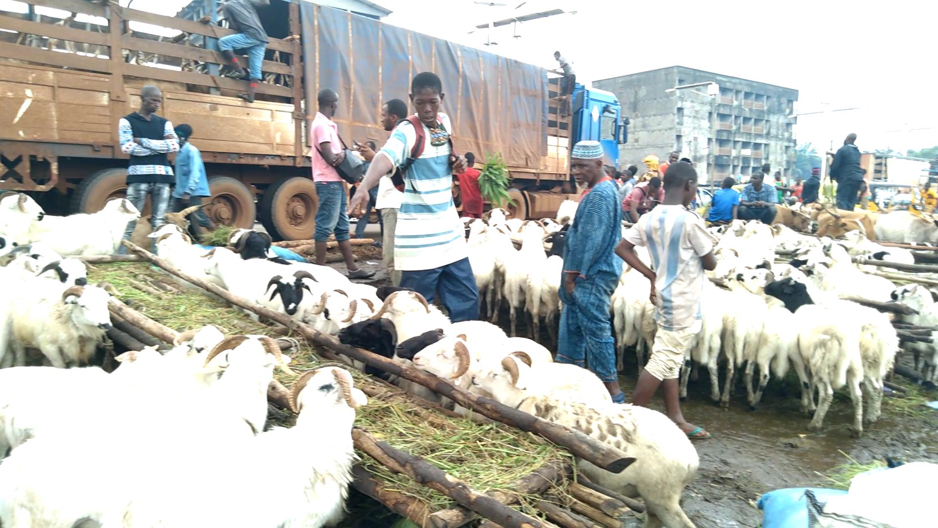 Un parc de vente de bétails à Conakry