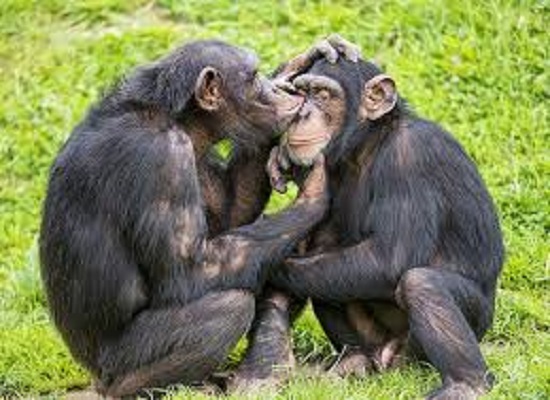 Chimpanzé de Bossou