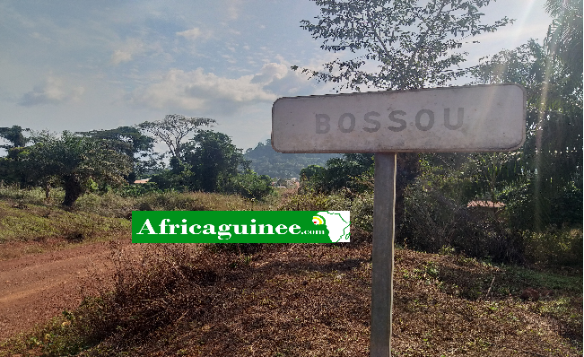 bossou1