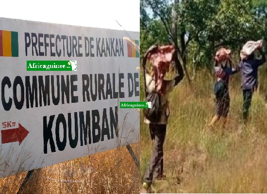 Abattage de boeufs à Koumban