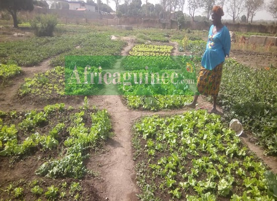 Une femme dans son jardin potager à Faranah