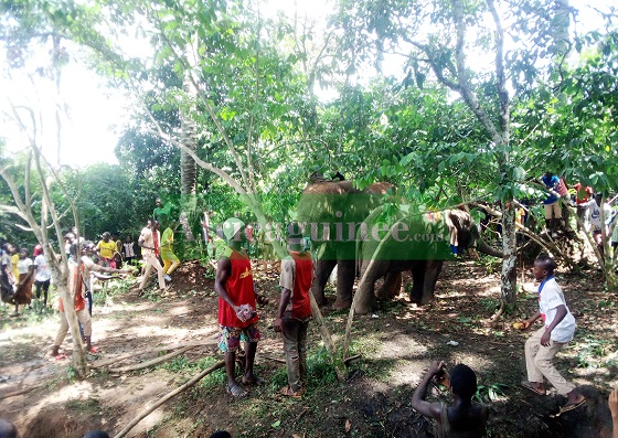 Des éléphants se promènent à Koulé