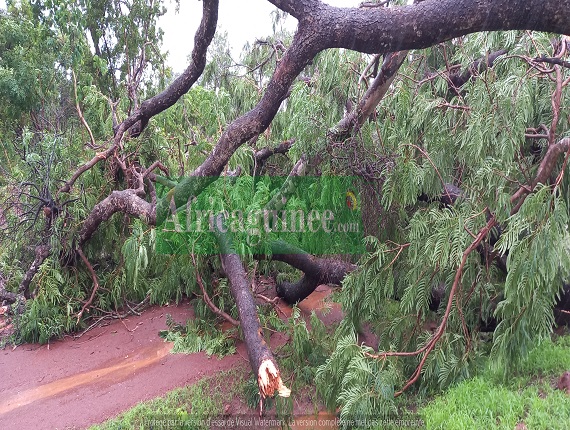 Feature image La nationale Faranah Dabola bloquée par la chute d'un arbre