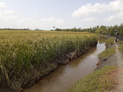 Simfer SA finance un projet d’intensification rizicole sur 155 hectares en faveur de 13 villages au pied du mont Simandou