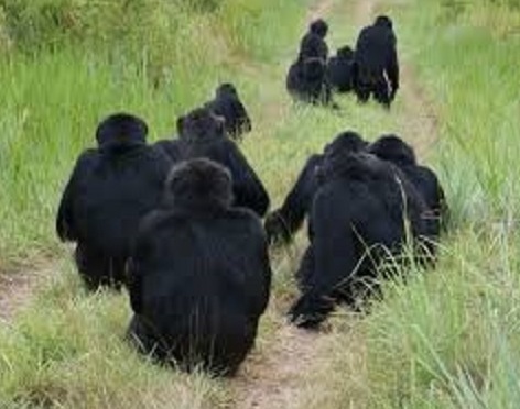 Feature image chimpanze