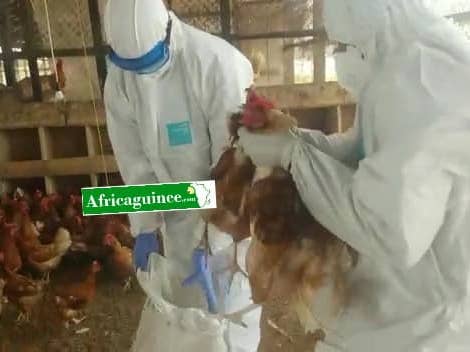 Grippe aviaire en Guinée