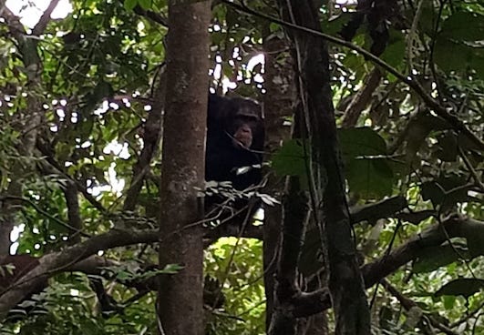 Un chimpanzé dans la forêt classée de Bossou