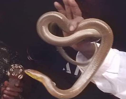 Un serpent capturé par un féticheur à Faranah
