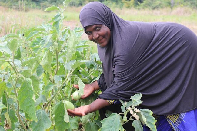 Une femme du groupement féminin de Sabougnouma montre sa production d'aubergine. Région de Kankan, Guinée.