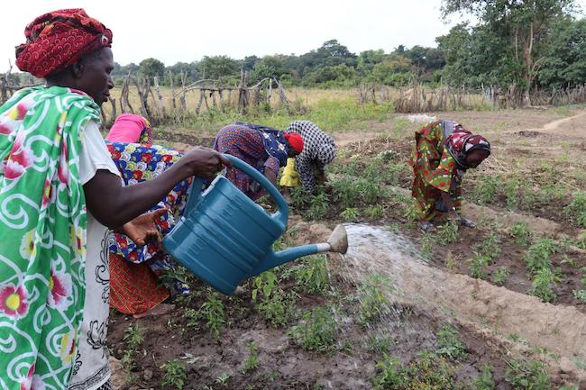 Une femme du groupement féminin de Sabougnouma arrose son champ. Région de Kankan, Guinée.